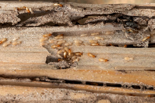 Trusted Cannon Falls, MN Pest Control Experts